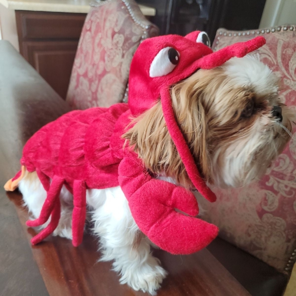 Dog Costume